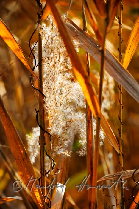 reet bossom in autumn