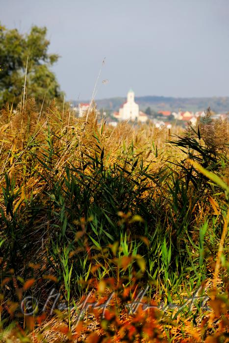 view from Purbach over the reed belt to Jois