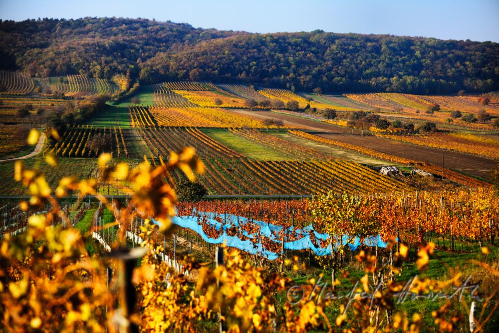 autumnally coloured leaves in the vineyards