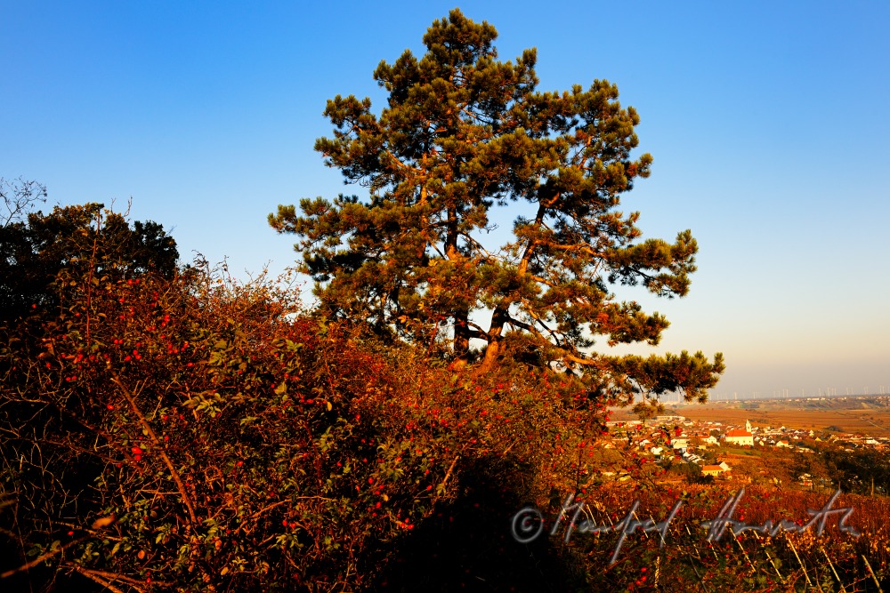 pine tree on the Hackelsberg and the village of Jois