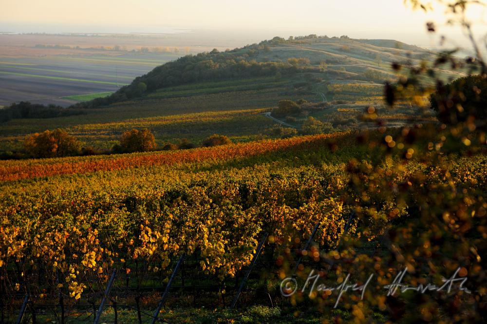 view from the Hackelsberg to the vineyards of the Neusiedler Lake