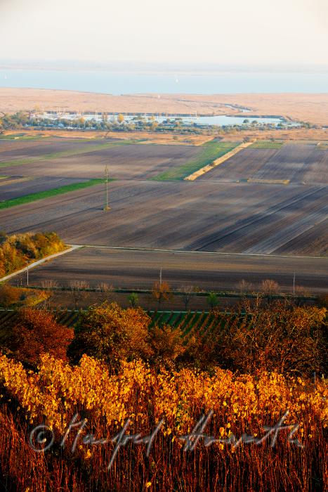 view from the Hackelsberg to the vineyards of the Neusiedler Lake