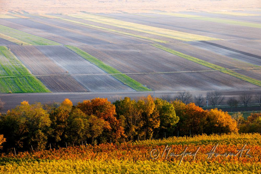 view from the Hackelsberg to the vineyards of the Neusiedler Lake