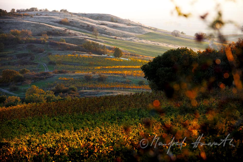 view from the Hackelsberg to the vineyards of the Neusiedler Lake