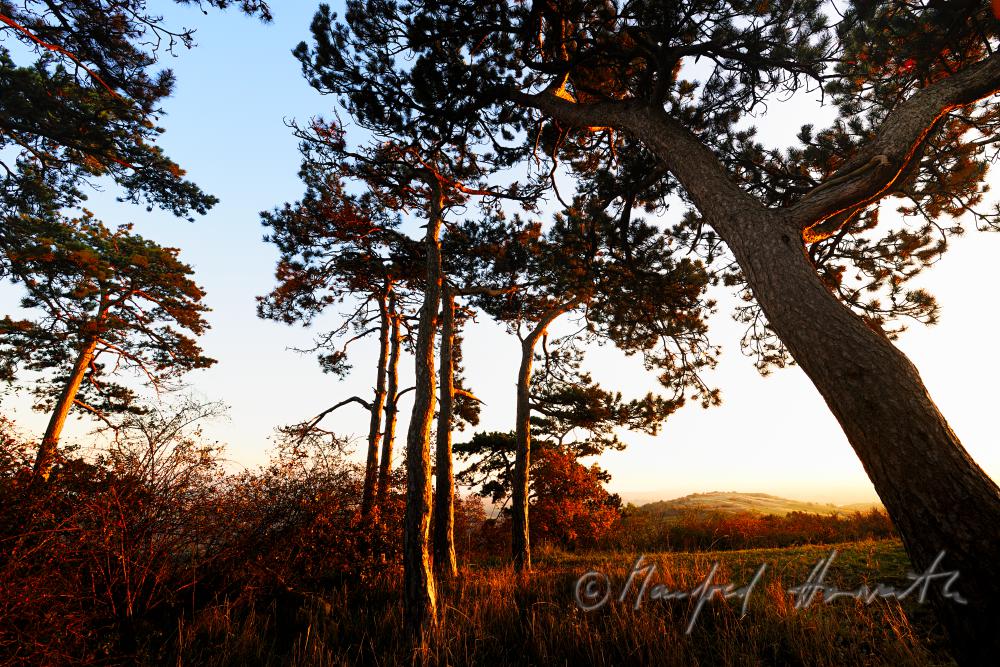 pine tree forest on the summit of the 