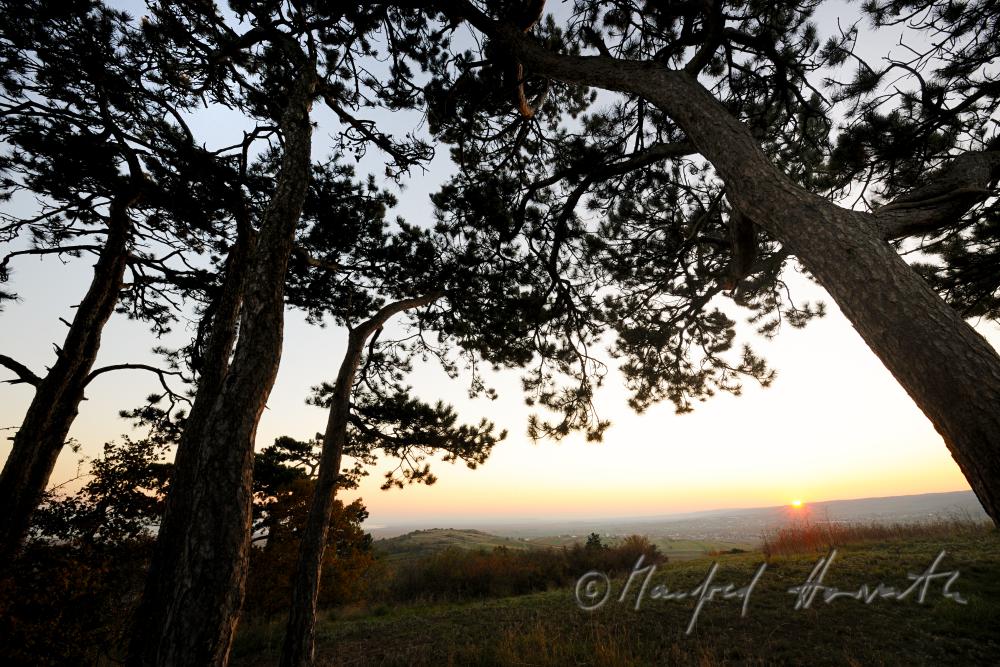 pine tree forest on the summit of the 