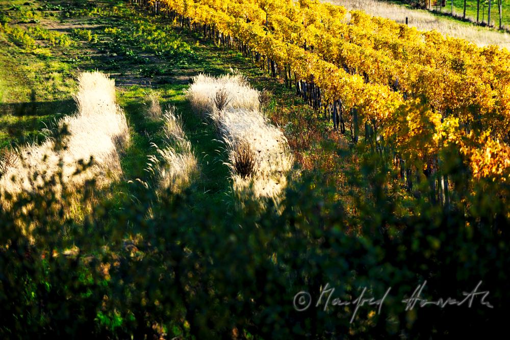 grasses and a vineyard