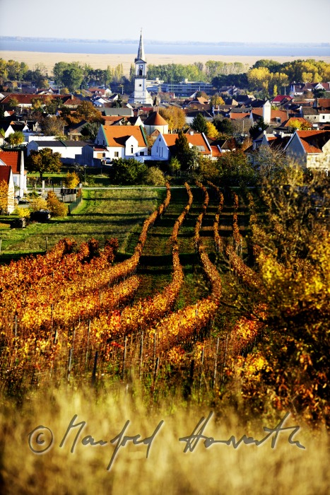 view tfrom the Leithagebirge to the Neusiedlersee