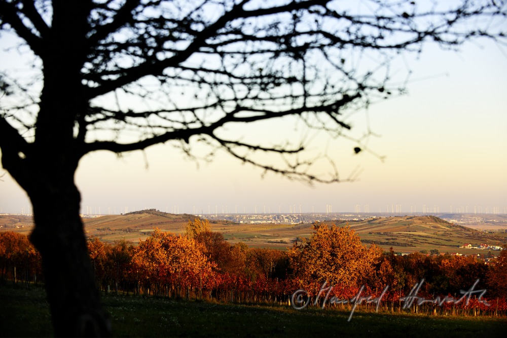 view from Breitenbrunn to Hackelsberg