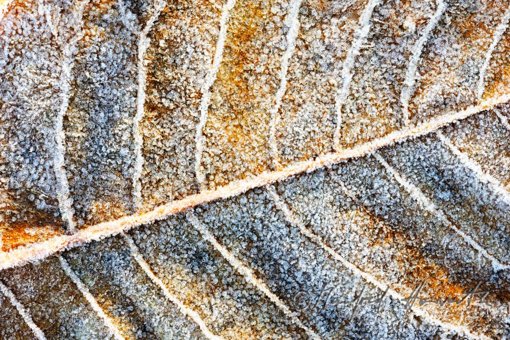 leave of an ash tree with hoar frost