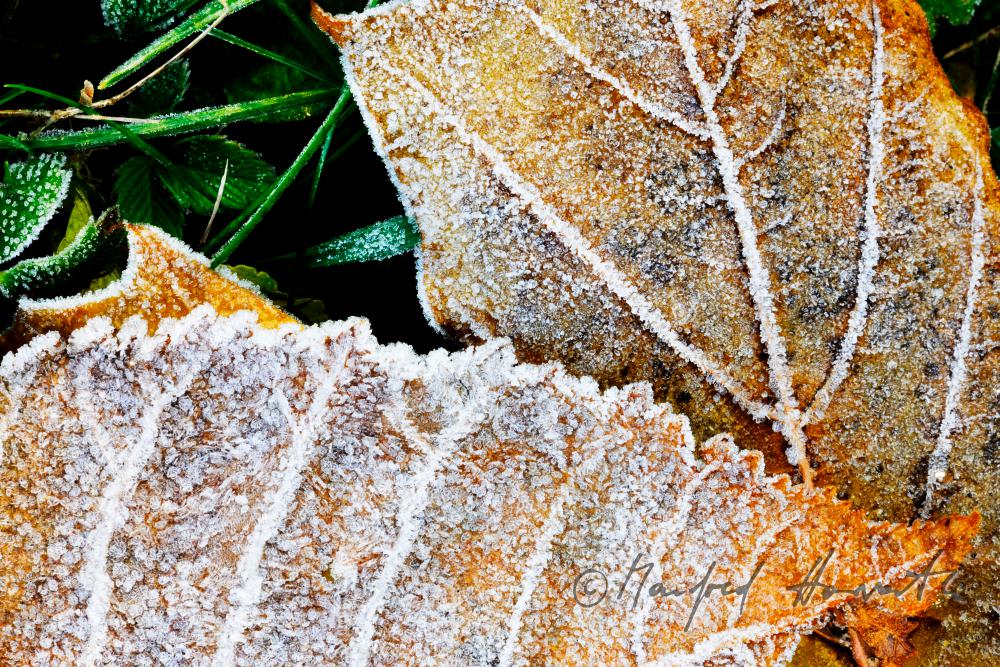 leave of an ash tree with hoar frost