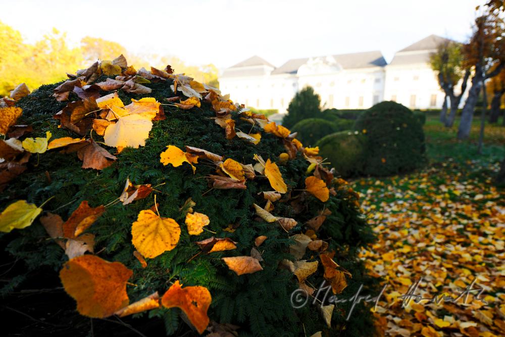 box tree with leaves in the baroque landscape park