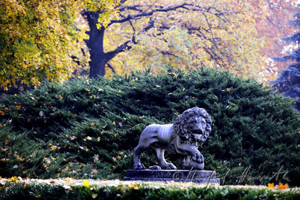 garden-sculpture of a lion