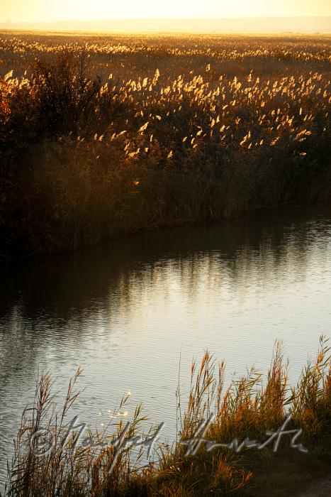 reed in the narrow water canal
