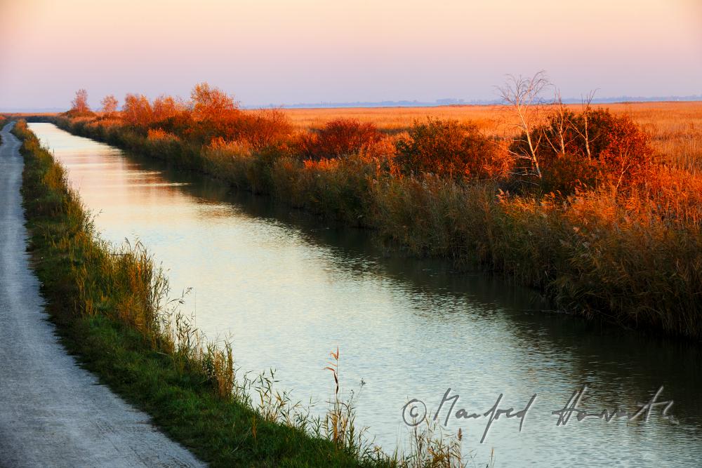 reed in the narrow water canal