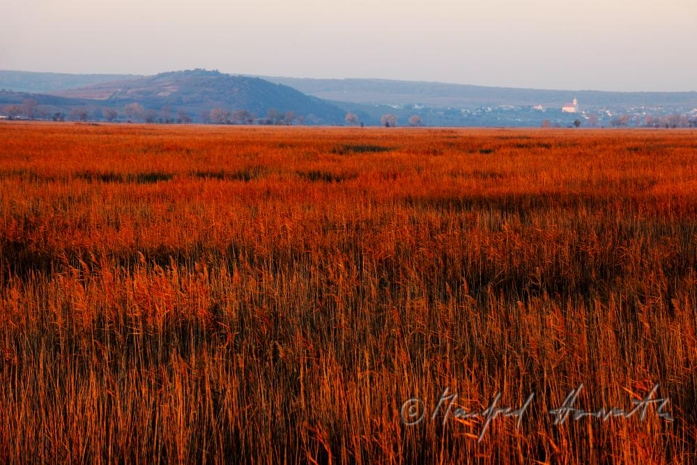 view from Purbach over the reed belt to Illmitz