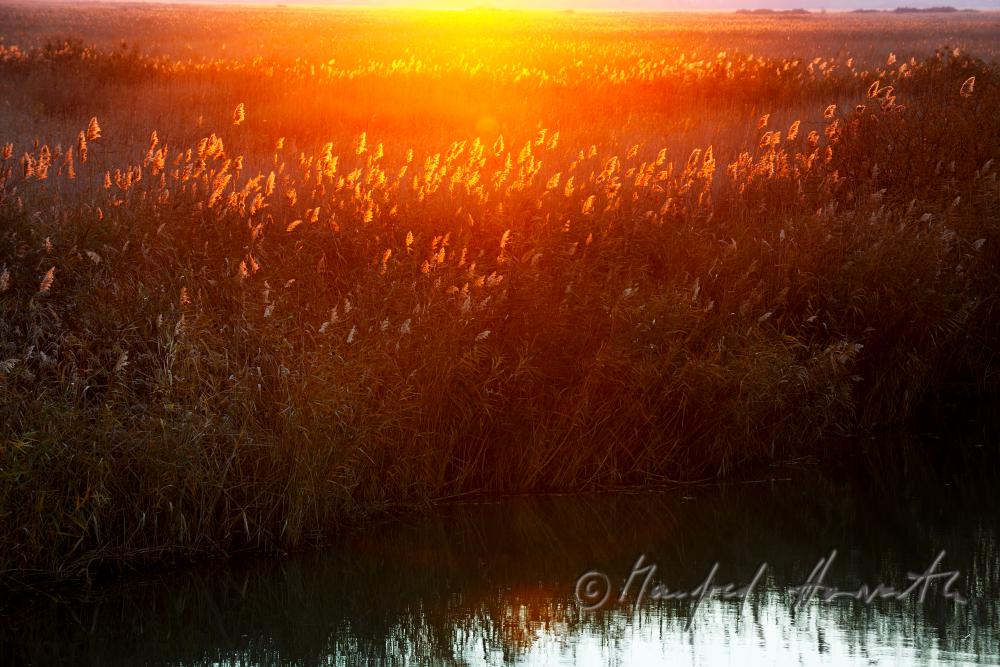 reed in the narrow water canal