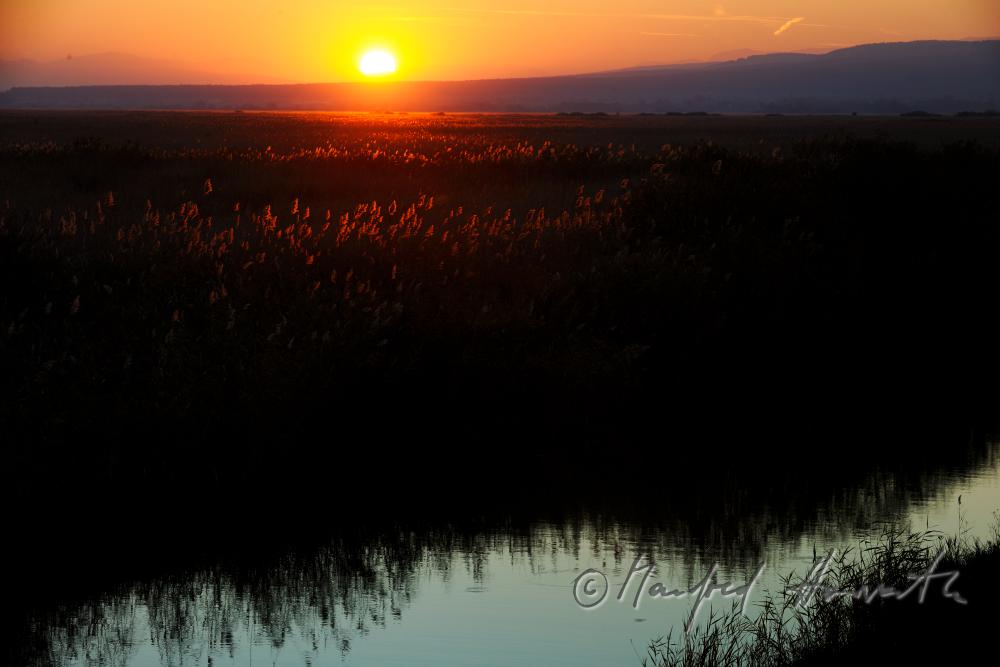 reed in the narrow water canal