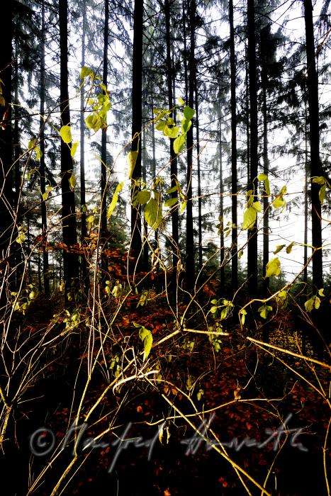 autumnally coloured forest of the consevation area