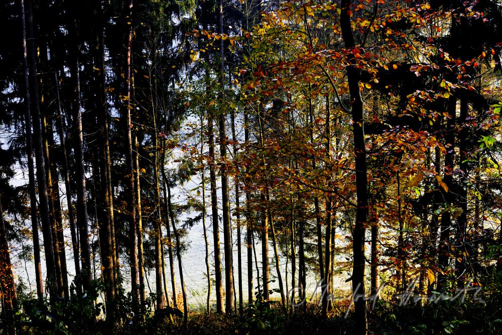 autumnally coloured forest of the consevation area