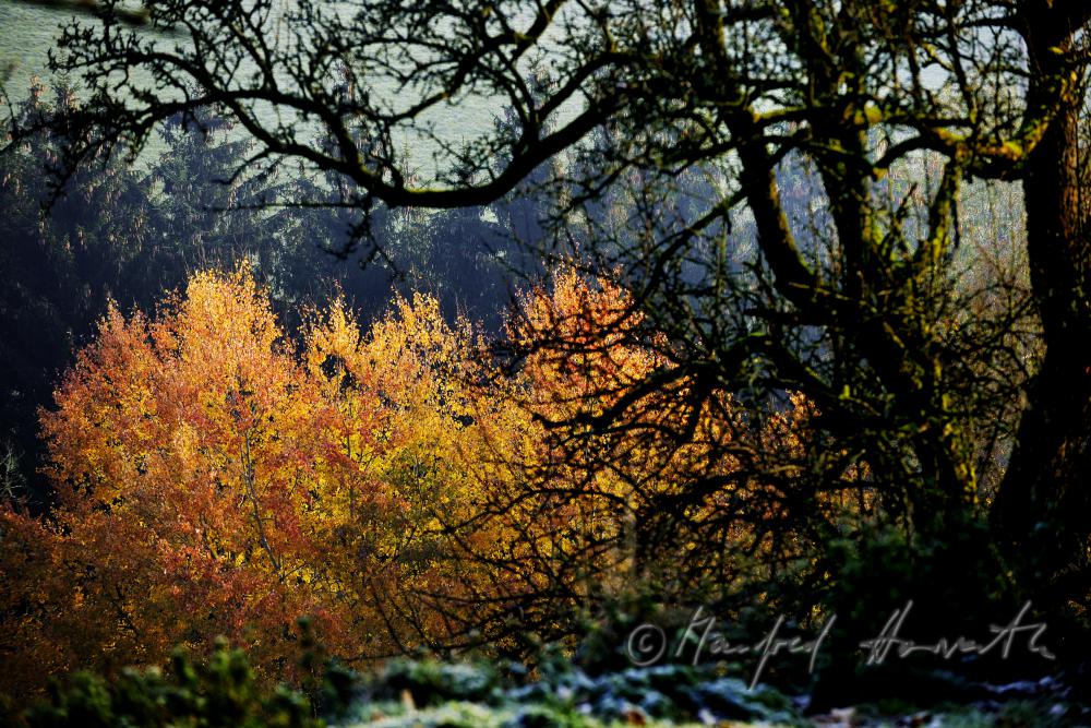 autumnally coloured forest of the consevation area