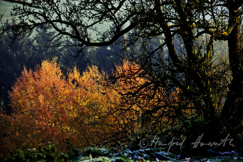 autumnally coloured forest of the consevation area