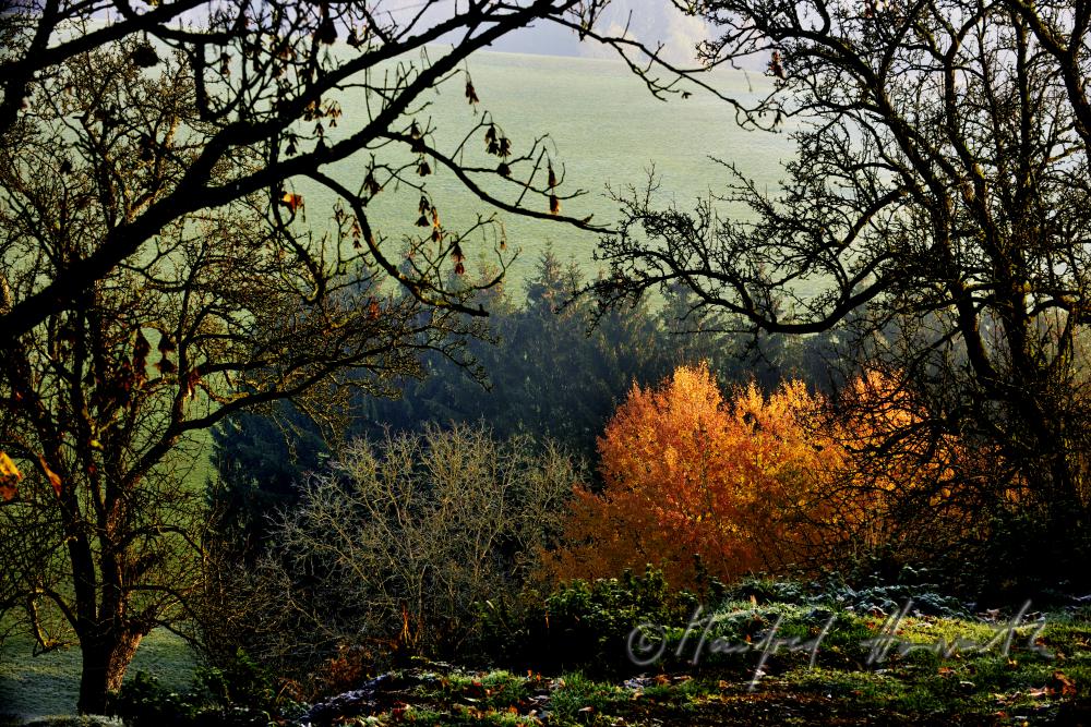 autumnally coloured forest of the consevation area