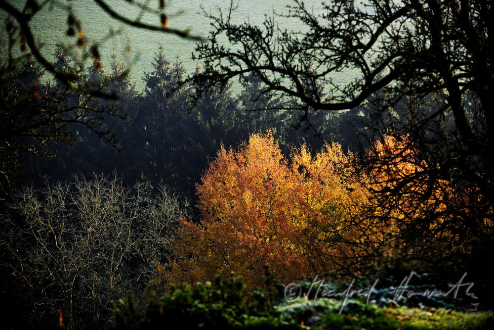 autumnally coloured forest of the consevation area