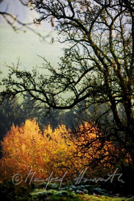 autumnally coloured forest of the consevation area
