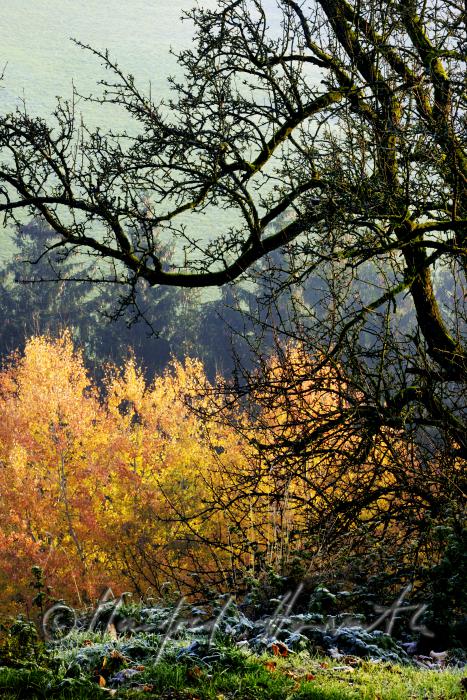 autumnally coloured forest of the consevation area