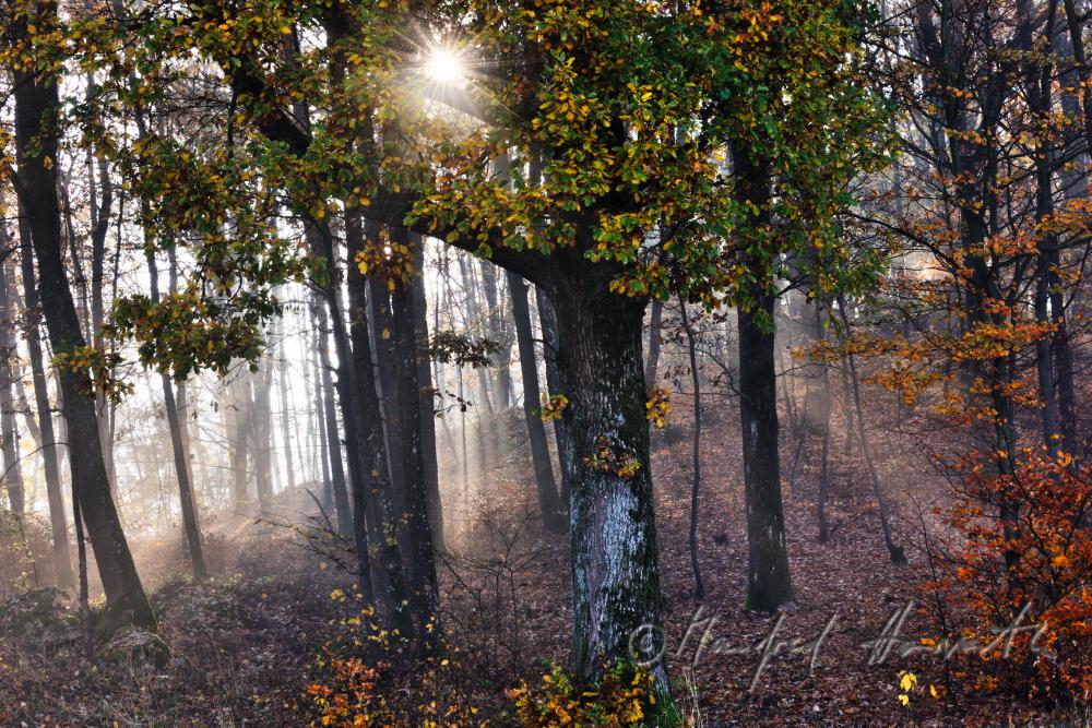 morning mist in the forest of the conservation area