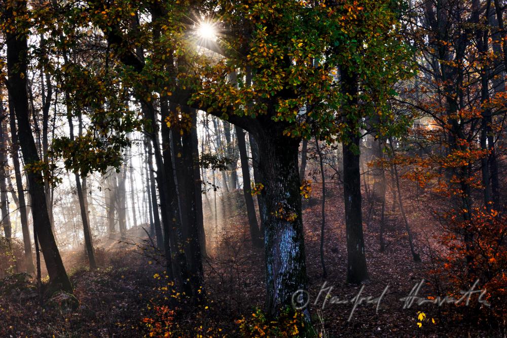 morning mist in the forest of the conservation area