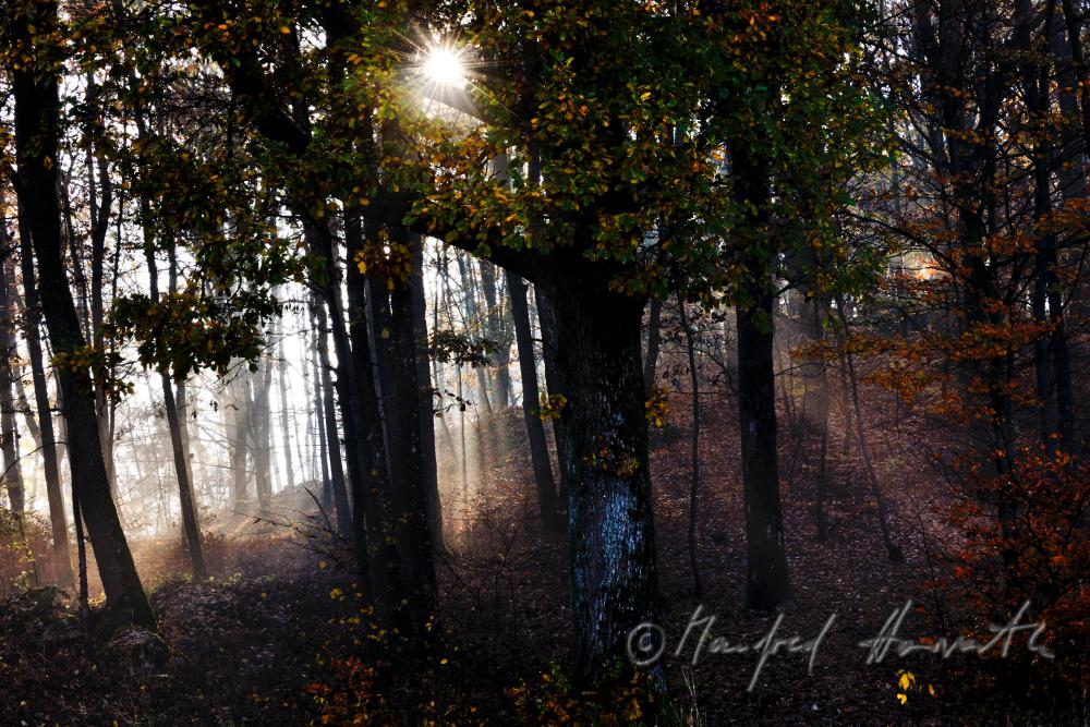 morning mist in the forest of the conservation area