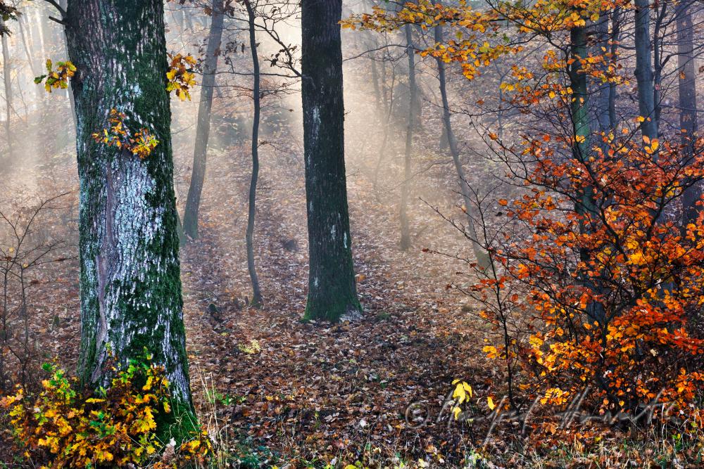morning mist in the forest of the conservation area