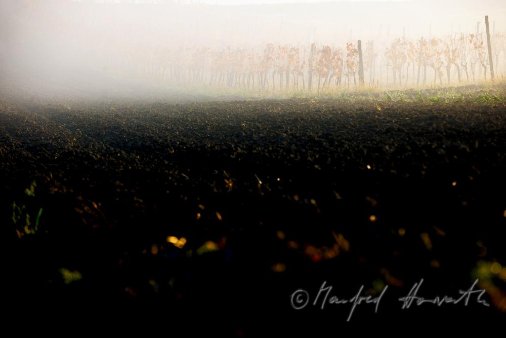 vineyards in the morning mist