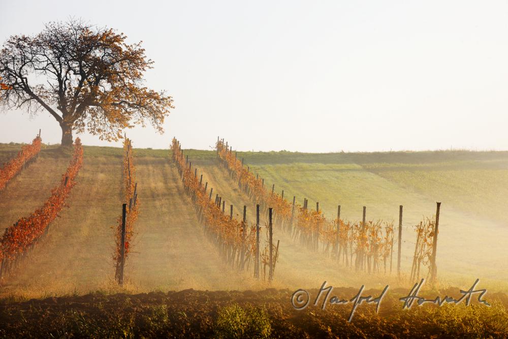 vineyards in the morning mist