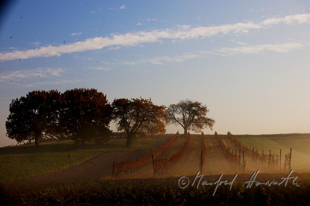 vineyards in the morning mist