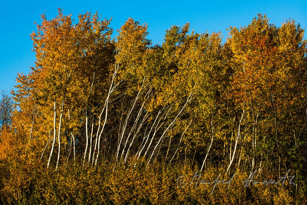 birch trees on a forest glade