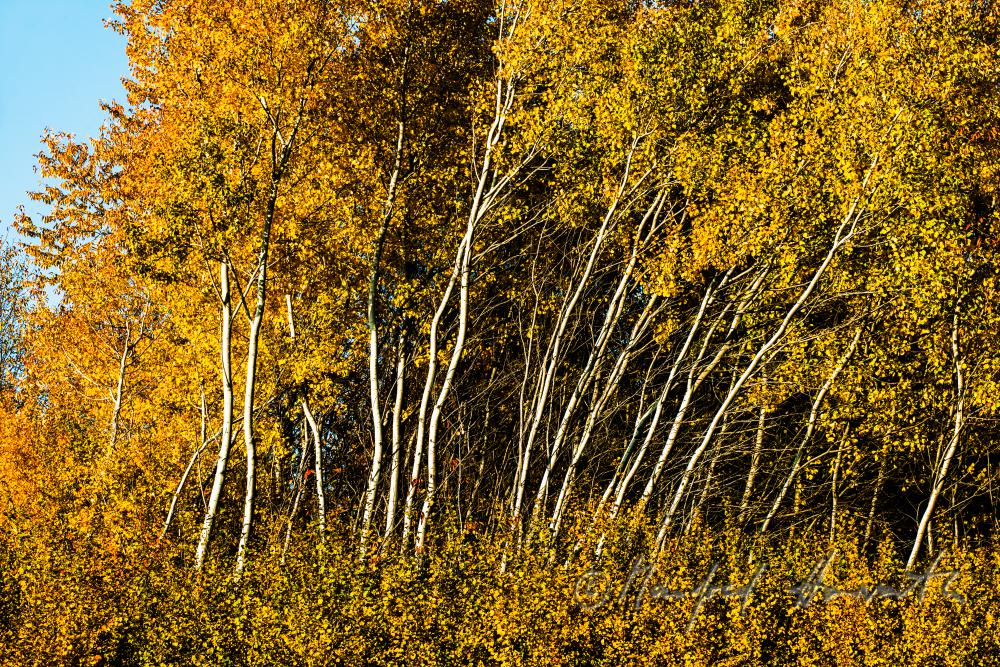 birch trees on a forest glade