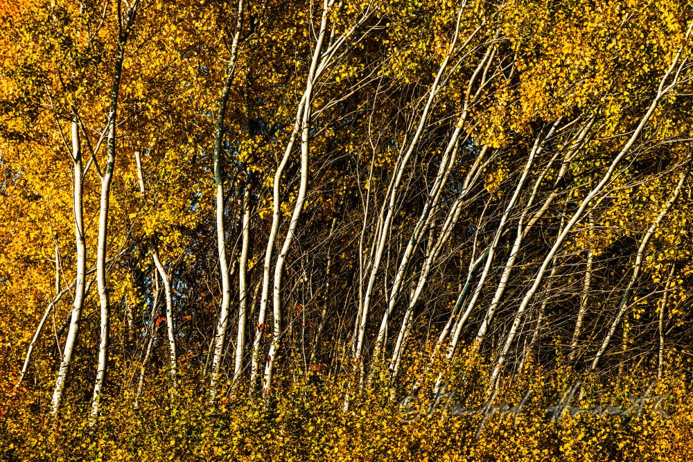 birch trees on a forest glade