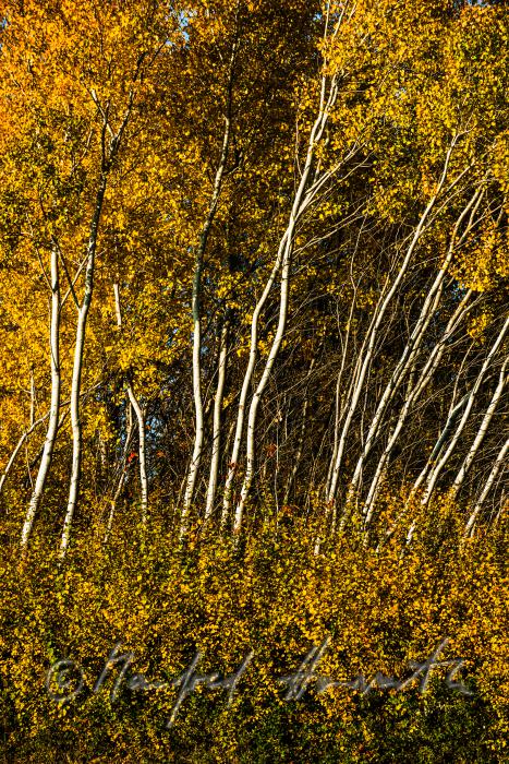 birch trees on a forest glade