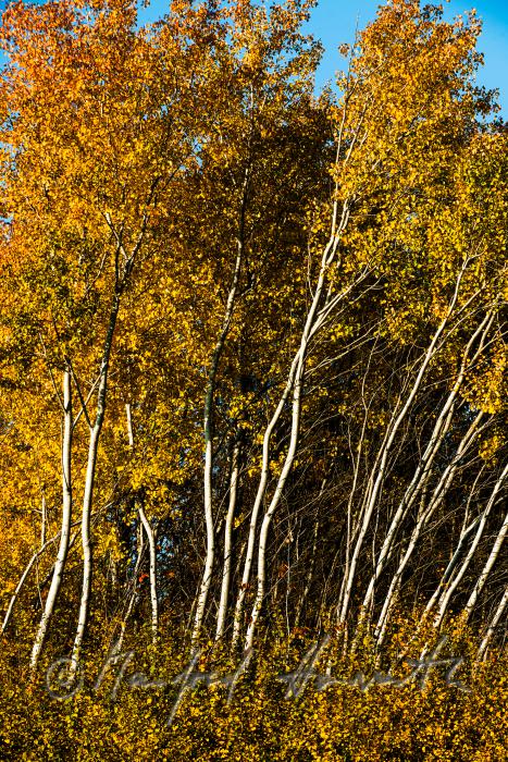 birch trees on a forest glade