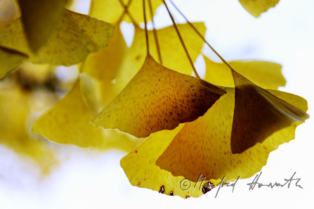 leaves of Ginkgo biloba in autumn colours