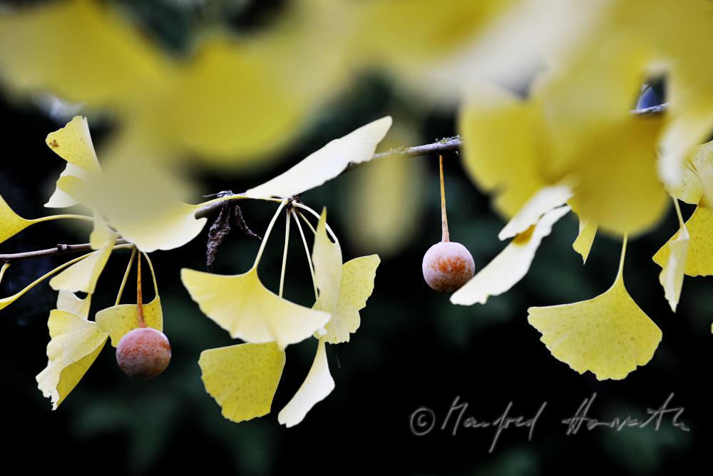 leaves of Ginkgo biloba in autumn colours