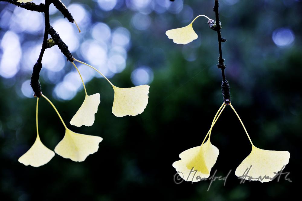 leaves of Ginkgo biloba in autumn colours