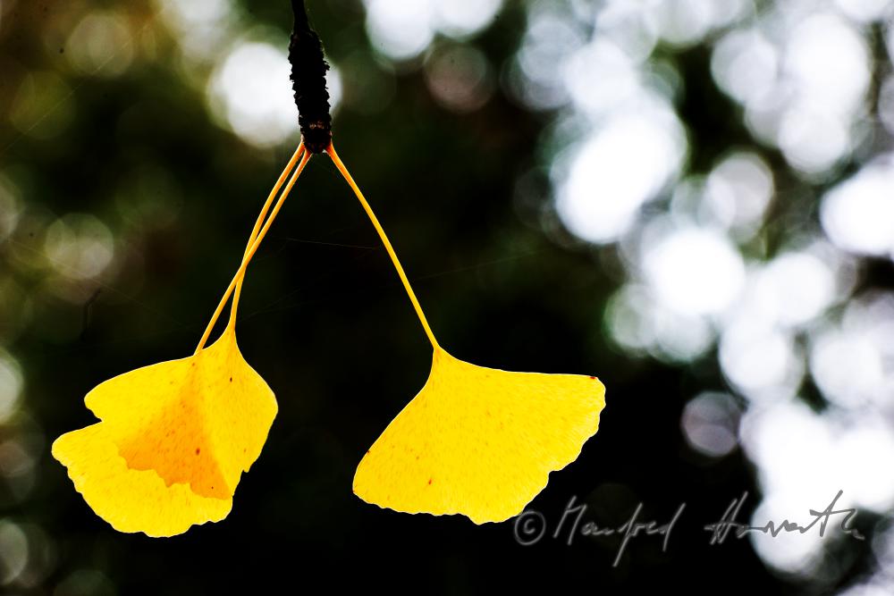 leaves of Ginkgo biloba in autumn colours