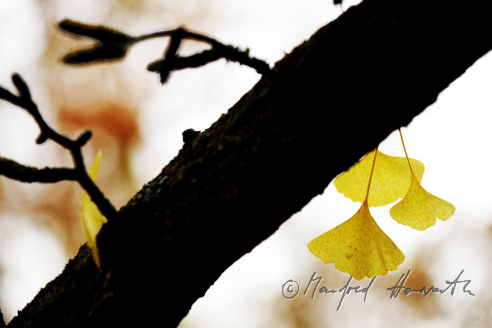 leaves of Ginkgo biloba in autumn colours