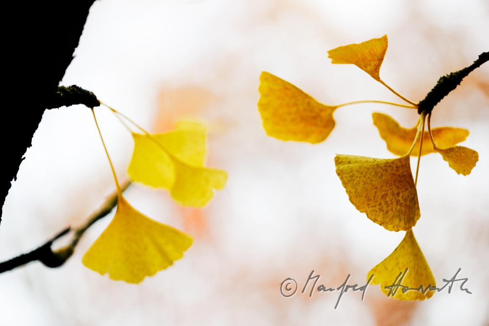 leaves of Ginkgo biloba in autumn colours