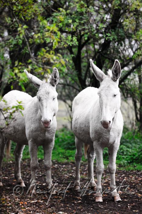 Albino Donkeys on the meadow