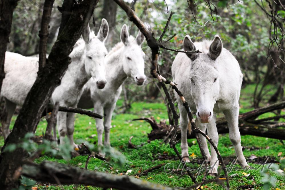 Albino Donkeys on the meadow